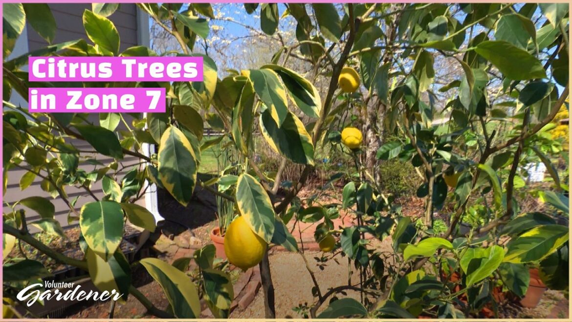 Growing Citrus in Marginal Zones | Volunteer Gardener Growing Citrus in Marginal Zones | Volunteer Gardener