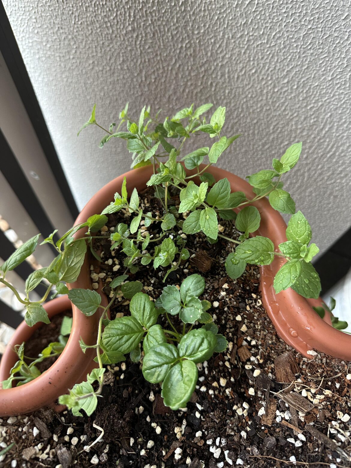 Help me identify this plant