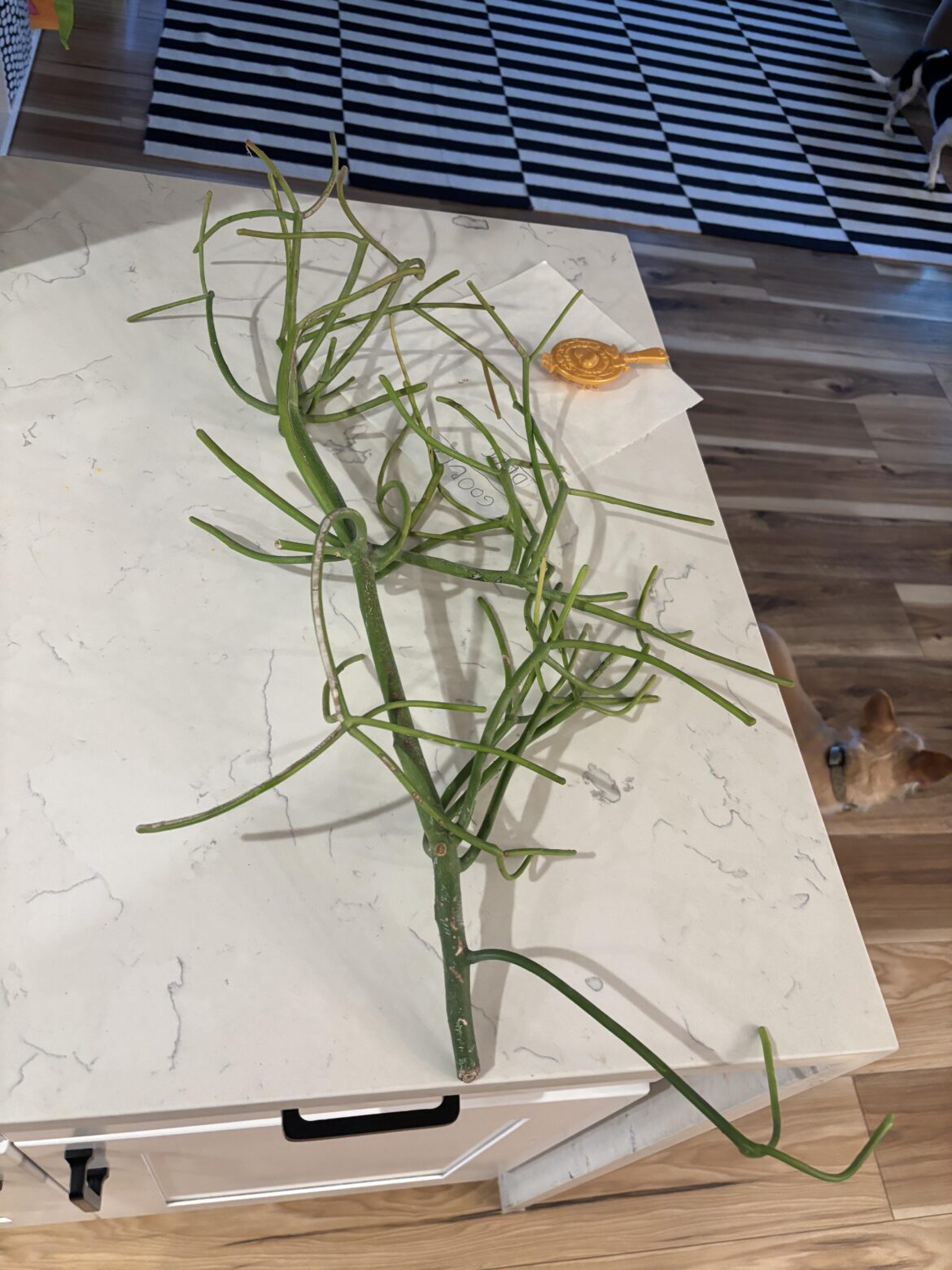 How do I propagate this?