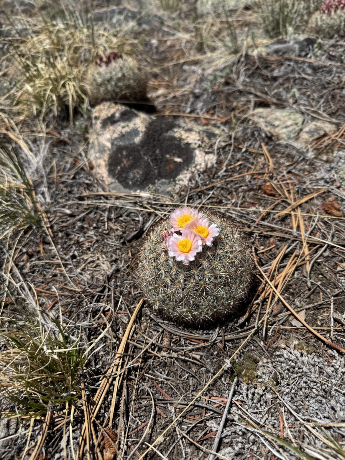 pretty @ 9,500 ft elevation
