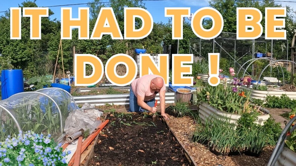 Planting out in may | Gardening Adventures | Allotment Gardenigmng UK Planting out in may | Gardening Adventures | Allotment Gardenigmng UK