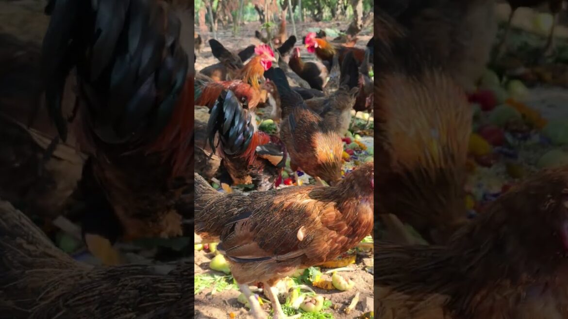 They Demolished This Circle Of Life in 30 Seconds 🌿 Oddly Satisfying Farm ASMR 😳 #youtubeshorts They Demolished This Circle Of Life in 30 Seconds 🌿 Oddly Satisfying Farm ASMR 😳 #youtubeshorts