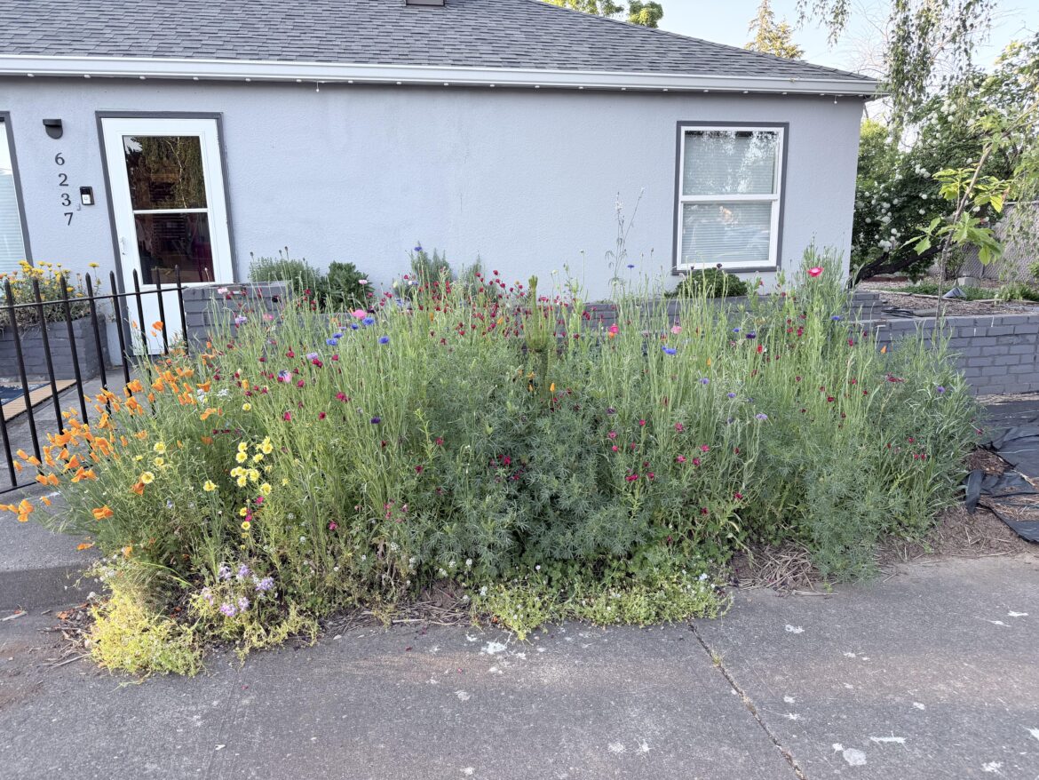Howz my wildflower experiment?