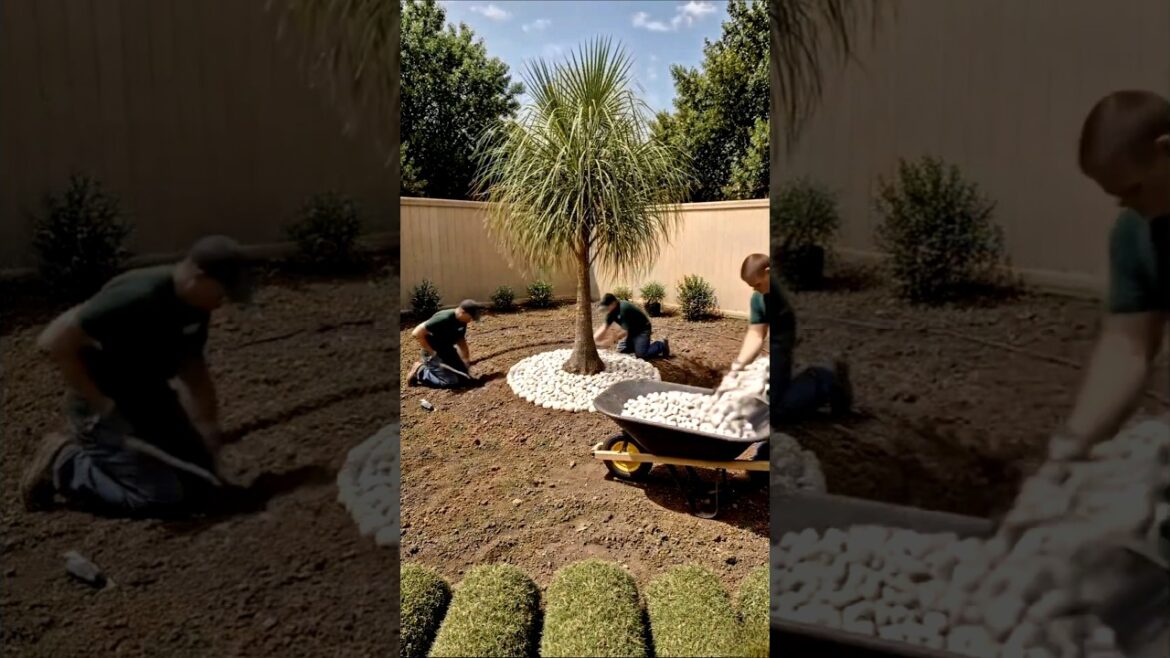 Empty Yard to Garden Paradise #shorts #landscaping Empty Yard to Garden Paradise #shorts #landscaping