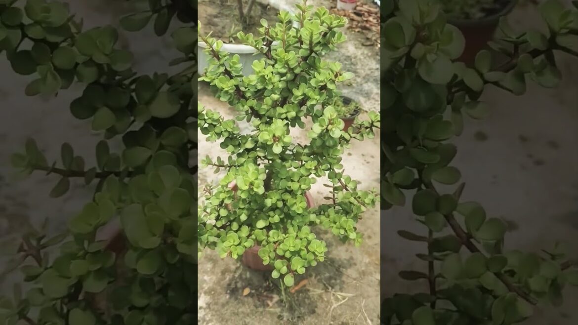 #tree #plants #homeplan #viral #shorts
