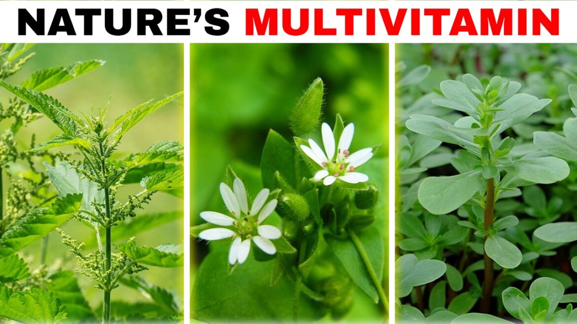 20 Wild Weeds That Are More Nutritious Than Store-Bought Superfoods 20 Wild Weeds That Are More Nutritious Than Store-Bought Superfoods