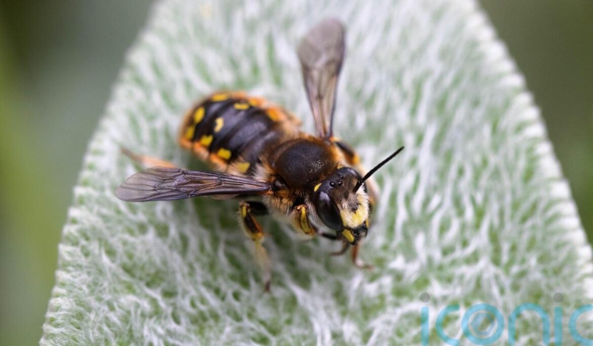 How well do you know your garden bees? How well do you know your garden bees?