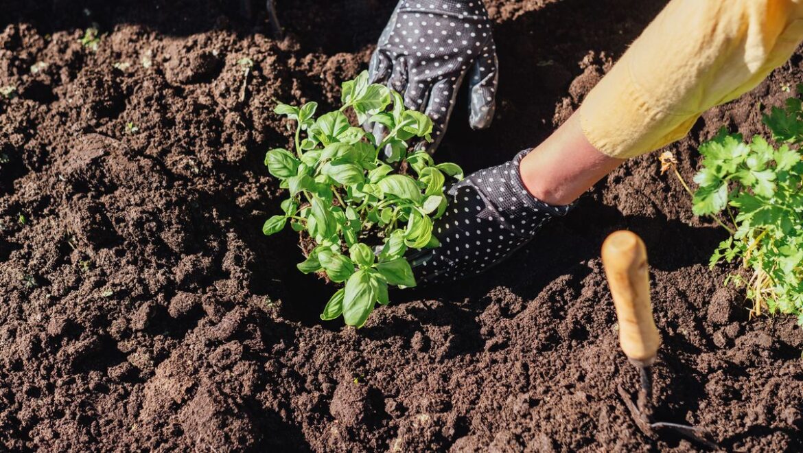Gardeners told ‘buy these two plant types from nurseries now’ Liverpool Echo