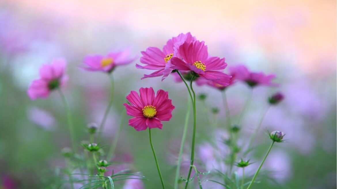 The Fastest Way to Fill Gaps in Your Garden in May − 7 Flowers That Grow in Weeks The Fastest Way to Fill Gaps in Your Garden in May − 7 Flowers That Grow in Weeks