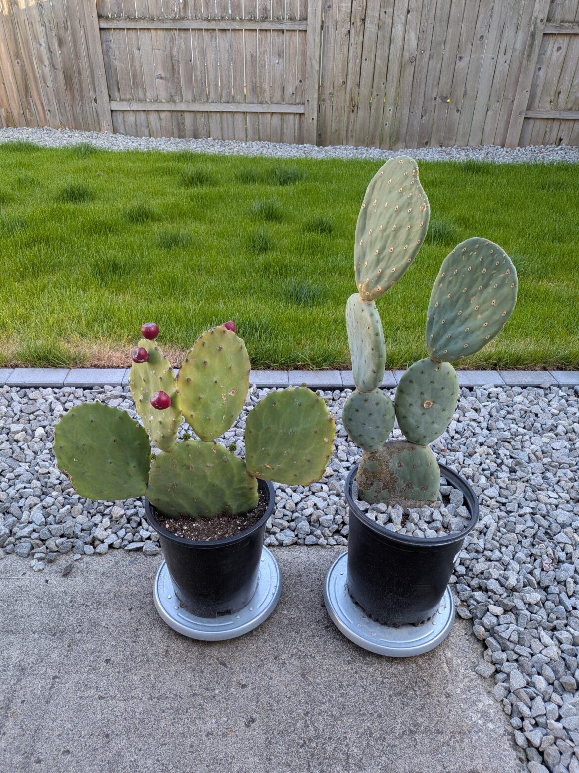 How long could these stay in their nursery pots? How long could these stay in their nursery pots?