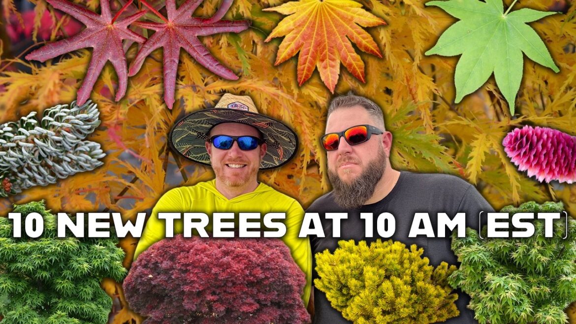 10 Rare Trees for Small Spaces: Japanese Maples & Conifers You'll Love!