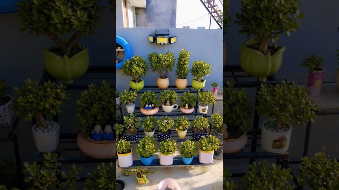 jade plant care tips ☘️ #garden #plants #gardening #youtube #shots