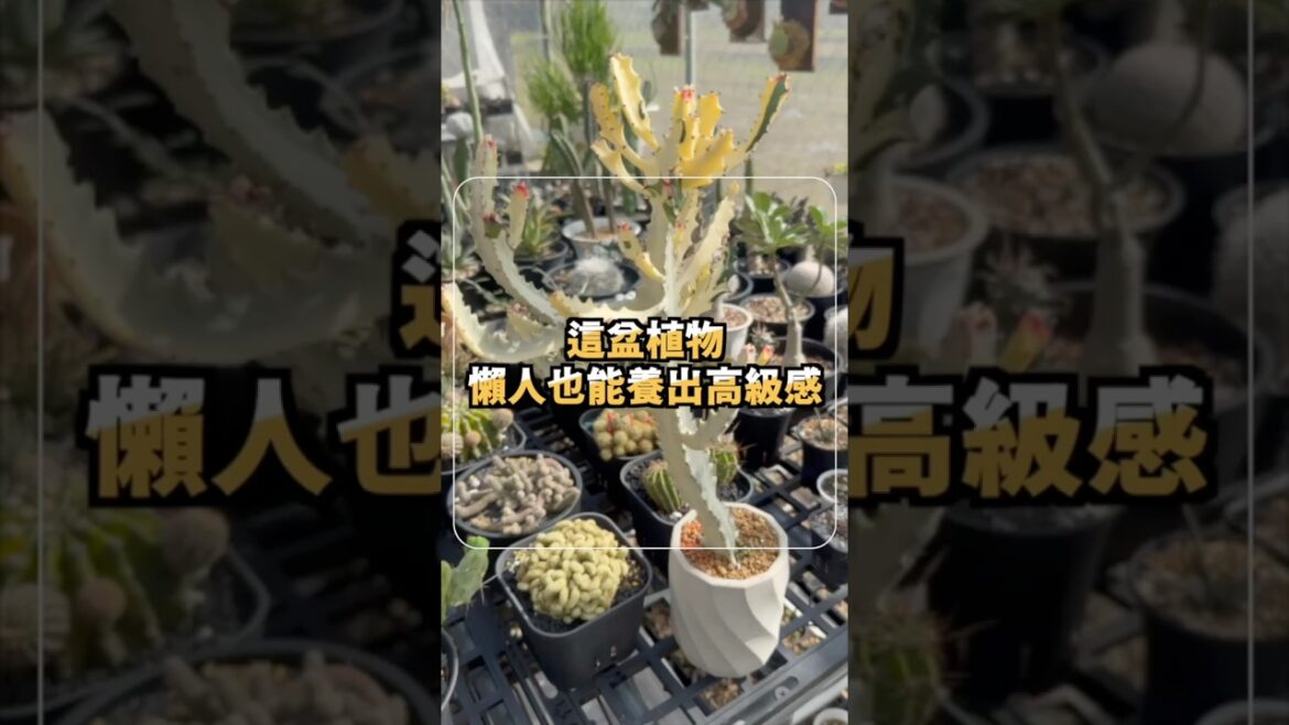 這盆植物,懶人也能養出高級感|帝國錦介紹 這盆植物,懶人也能養出高級感|帝國錦介紹