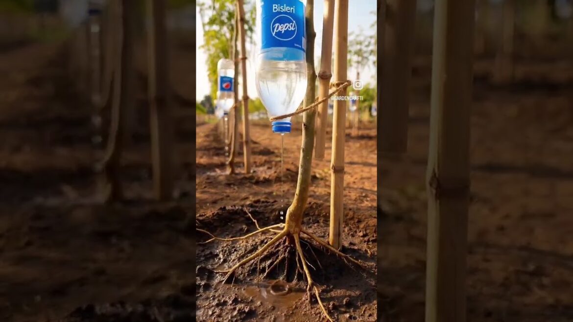 This Bottle Trick Saves Hours of Watering #gardening #diy This Bottle Trick Saves Hours of Watering #gardening #diy