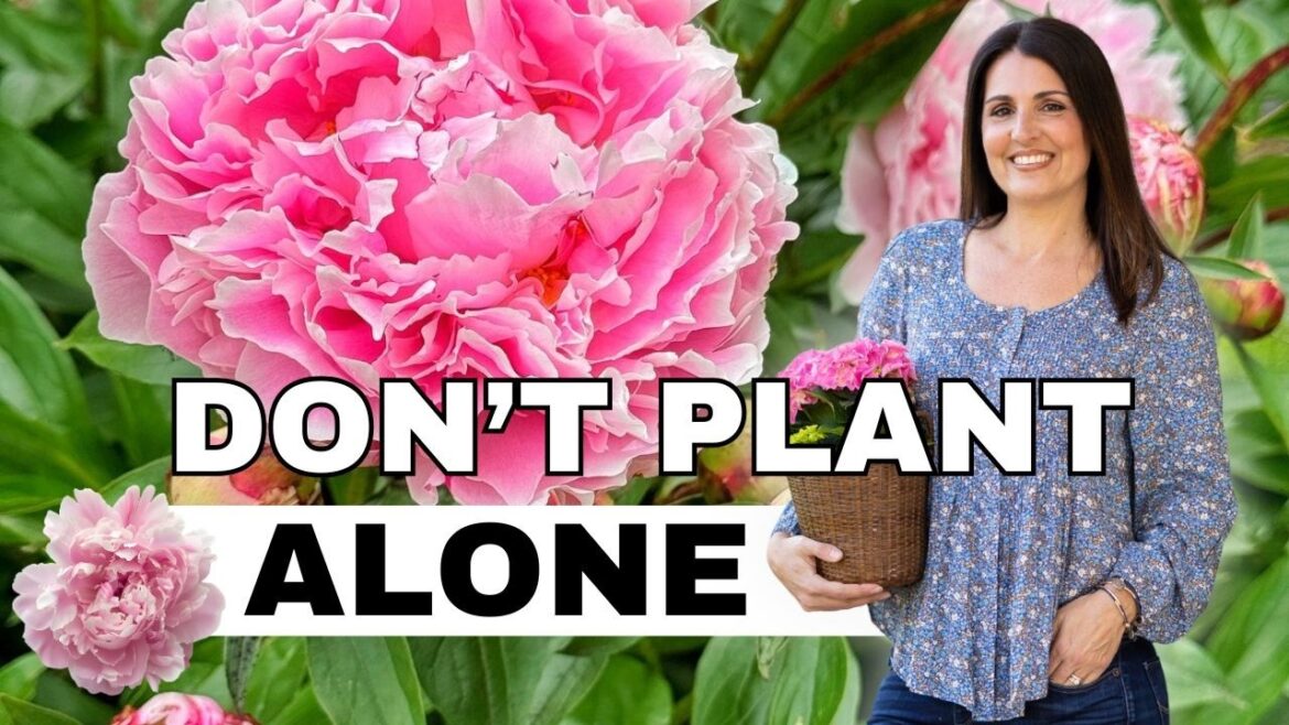 Don’t Plant Peonies Alone: How to Create a Full, Low Maintenance Garden Don’t Plant Peonies Alone: How to Create a Full, Low Maintenance Garden