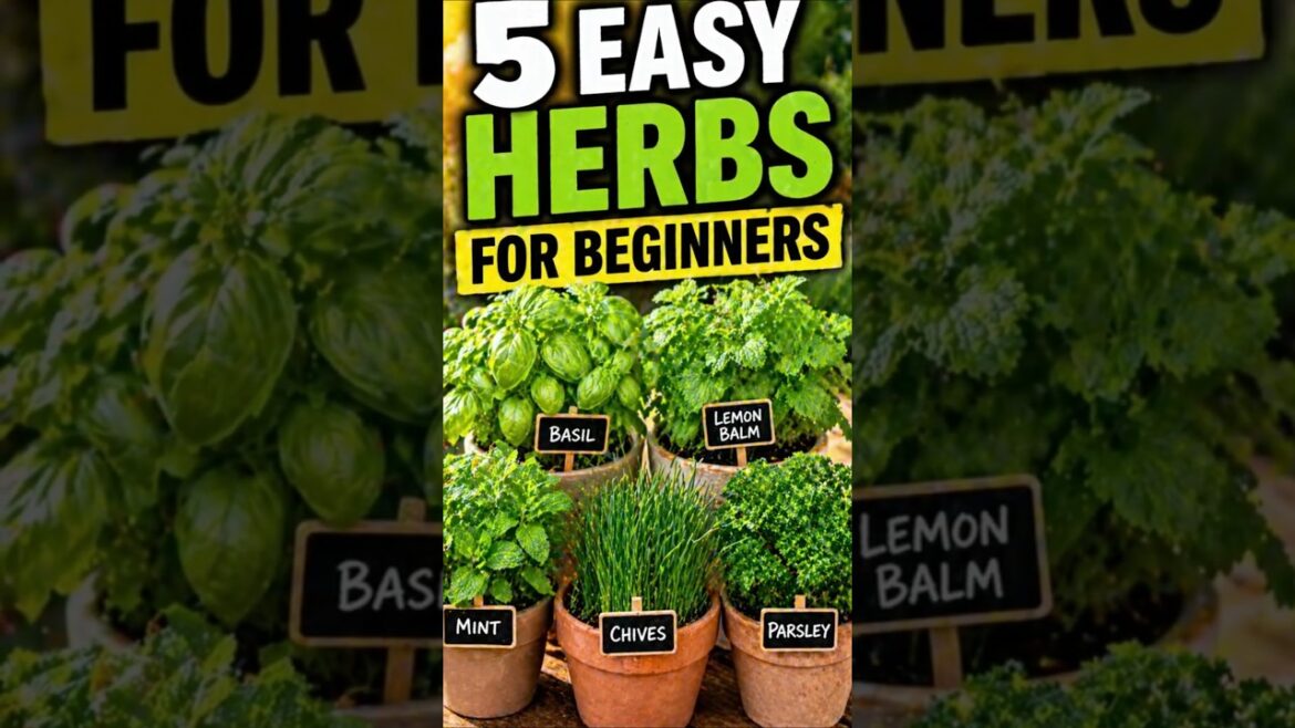 5 Herbs for Beginners #gardening #garden #gardeningtips