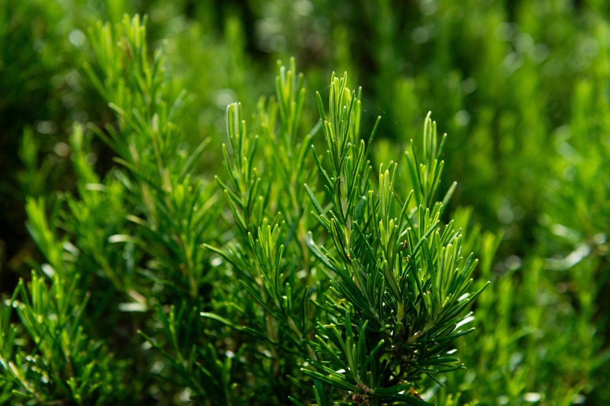 Close-up focuses on the tip of a rosemary plant, highlighting the dense, needle-like green leaves with a slightly glossy surface. The aromatic herb is widely used in cooking and traditional medicine. The image captures the plant’s fine texture and vibrant colour under natural light.