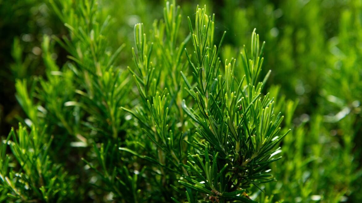 Gardeners expert says ‘buy these two plant types from nurseries now’ Daily Mirror