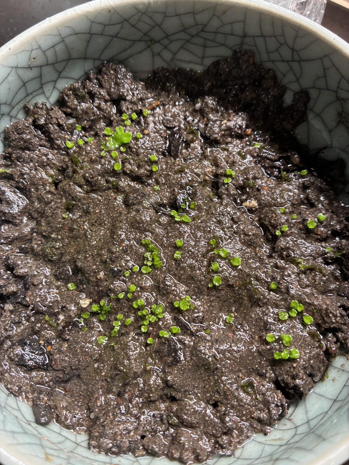 Liverwort I’m growing is starting to take shape