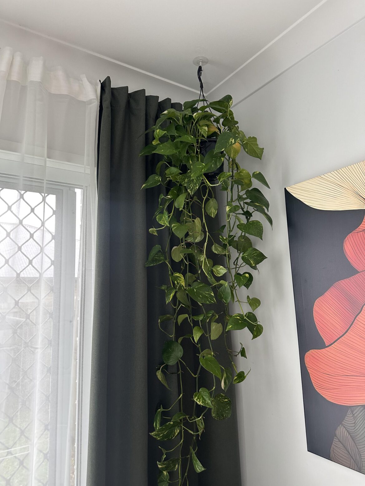 Changing full Devils Ivy plant from soil to full water or leca? Changing full Devils Ivy plant from soil to full water or leca?