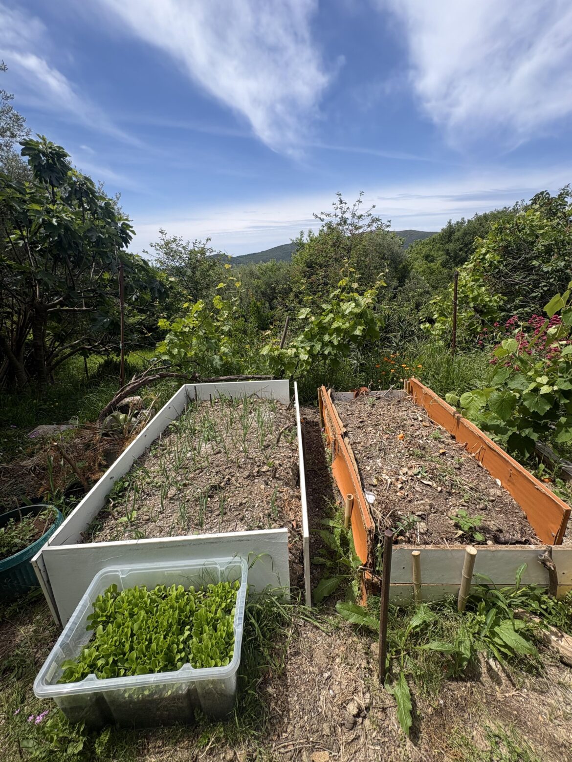Direct from compost