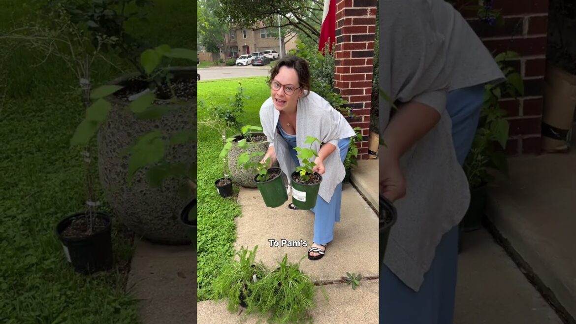 A deer resistant plant haul for my mom 🤍 #gardening #mybackyardgarden