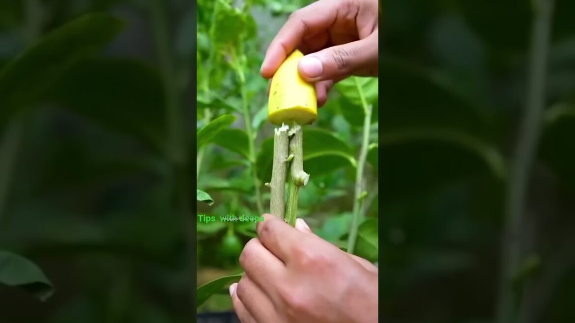 ඉත්ත  #shortvideo #gardening #virtual #foryou #tyeppppp #followersreelsfyp