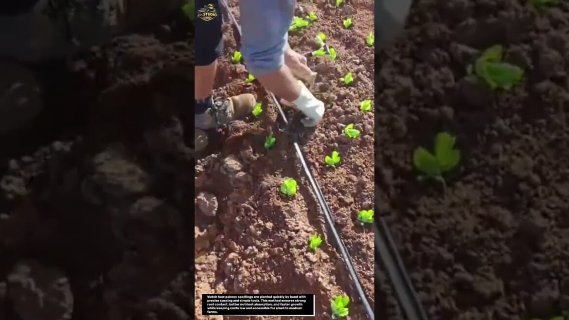 Manual Pakcoy Planting Hack That Saves Time & Boosts Growth! 🌱🔥 Manual Pakcoy Planting Hack That Saves Time & Boosts Growth! 🌱🔥