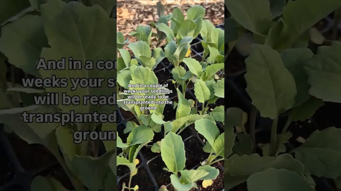 Sowing Brussel sprouts