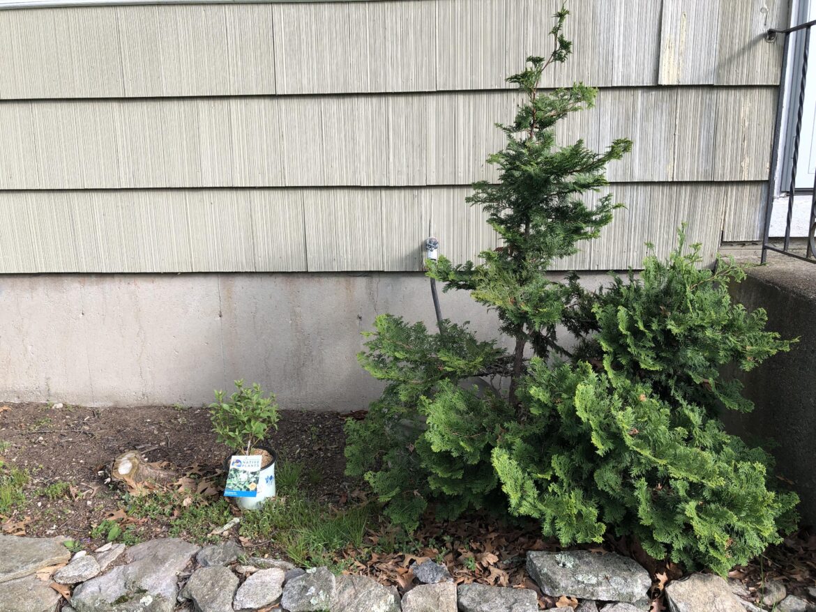 New Jersey Tea- foundation planting?