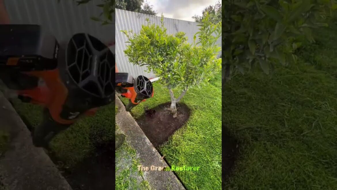 Brushing | Mowing | Landscaping | Scraping | Cleaning | Edging #shorts #satisfying #gardening Brushing | Mowing | Landscaping | Scraping | Cleaning | Edging #shorts #satisfying #gardening