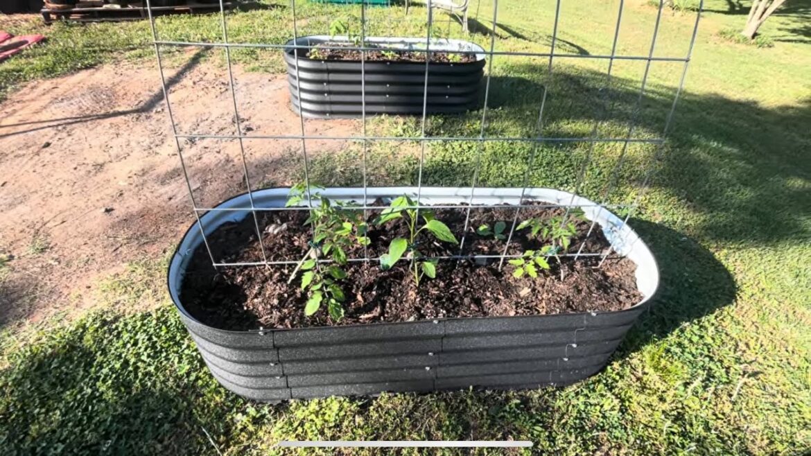 Container and Raised Beds Garden