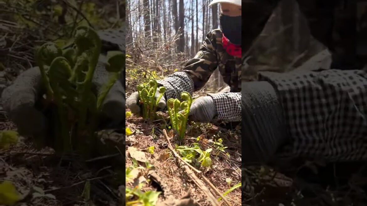 MOUNTAIN HARVEST wild vegetables from the forest 😮🌿⛰️#shorts #gardening #farming #garden #shorts MOUNTAIN HARVEST wild vegetables from the forest 😮🌿⛰️#shorts #gardening #farming #garden #shorts