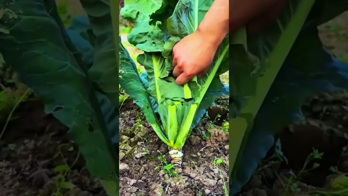 harvesting a fresh kohlrabi vegetable from the soil using a long metal tool with a sharp hook