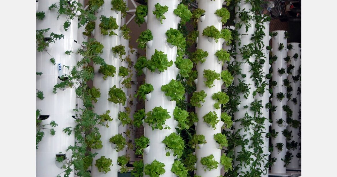 Hydroponic garden helps Greater Chicago Food Depository feed neighbors