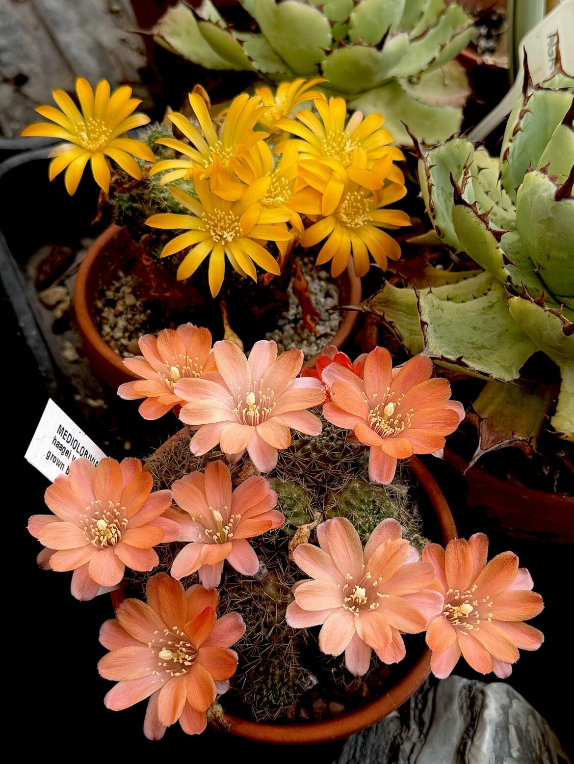 Cheeky little Rebutias, they seem to suddenly appear every year without fail. Such a delightful family of cacti.