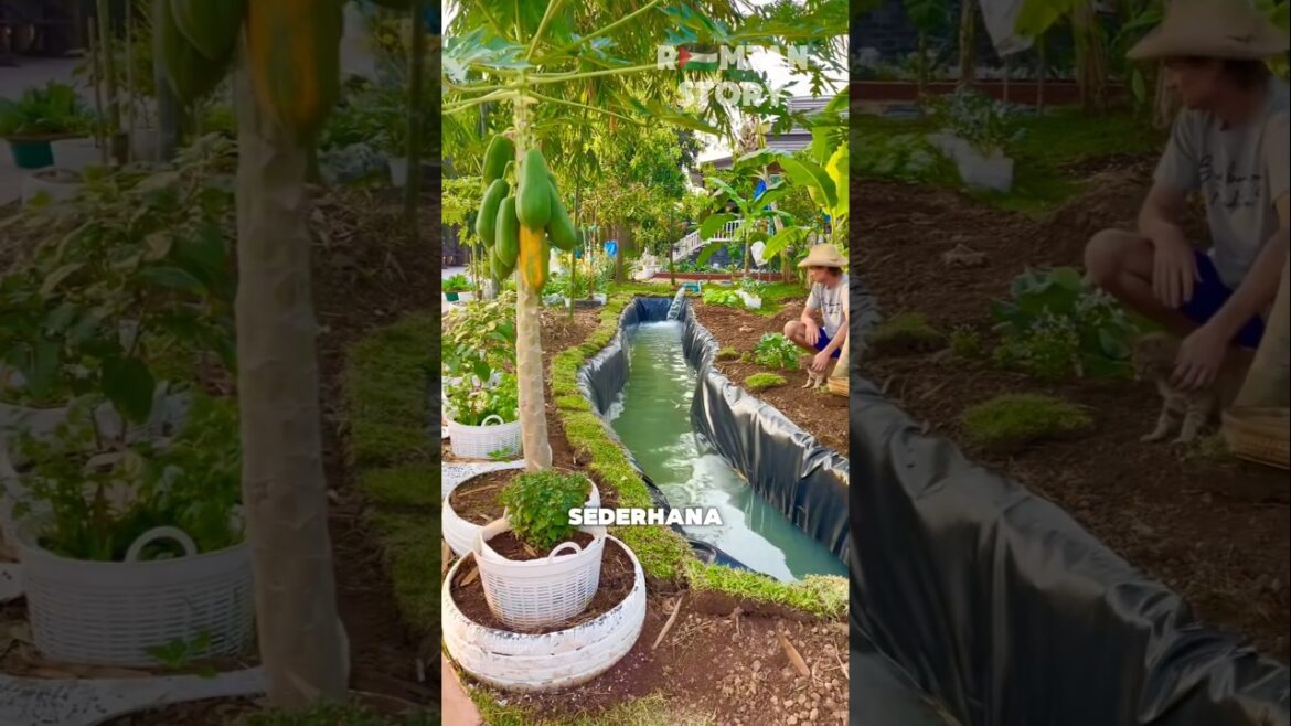 Mengubah Halaman Menjadi Kebun dan Kolam Mengubah Halaman Menjadi Kebun dan Kolam