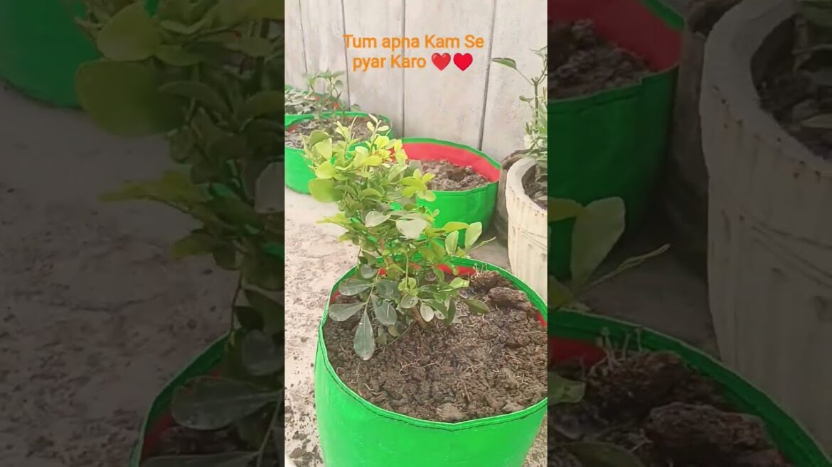 tum apne kam se pyar Karo ❤️♥️ #gardening #plant