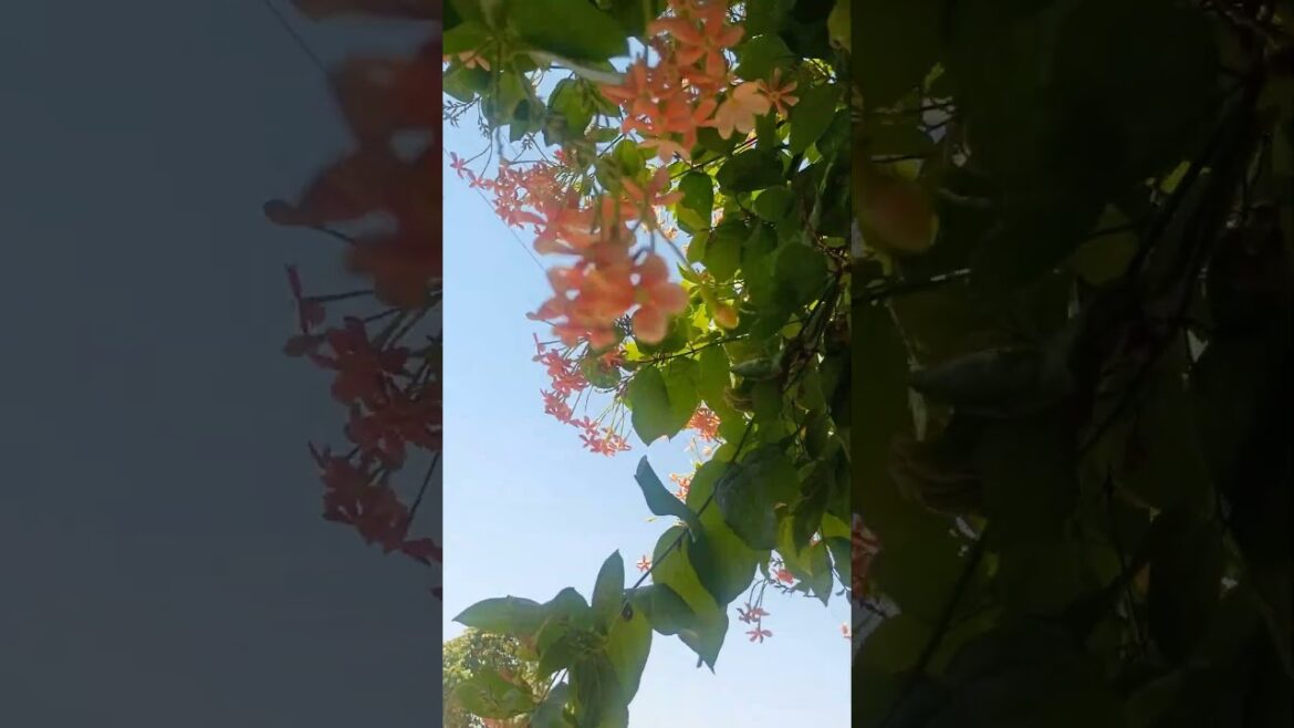 🌸 Blossom #nature #trending ||@swingwithme0514 ||#flowers