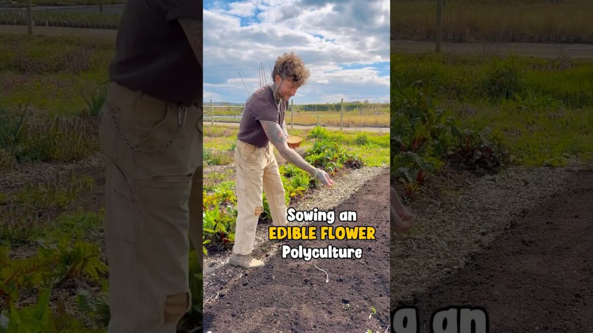 Sow an Edible Flower Polyculture 🌸🌱 #vegetablegarden #gardeningtips #flowergarden