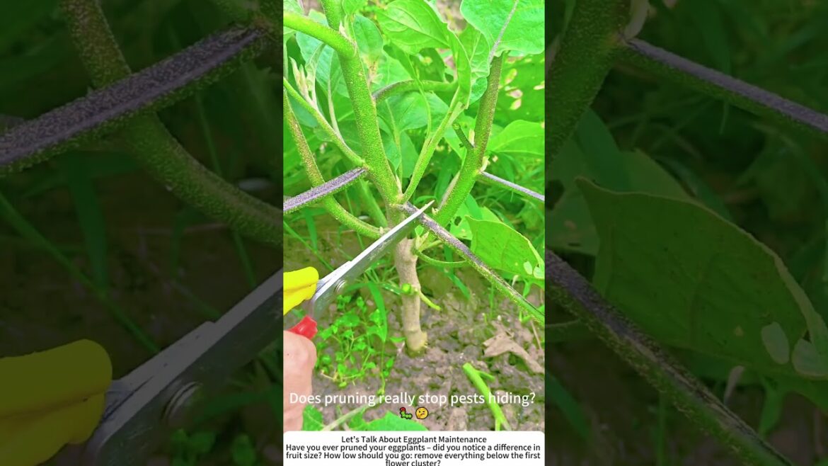Eggplant Pruning Trick – Remove Bottom Branches for Bigger Harvest 🍆✂️
