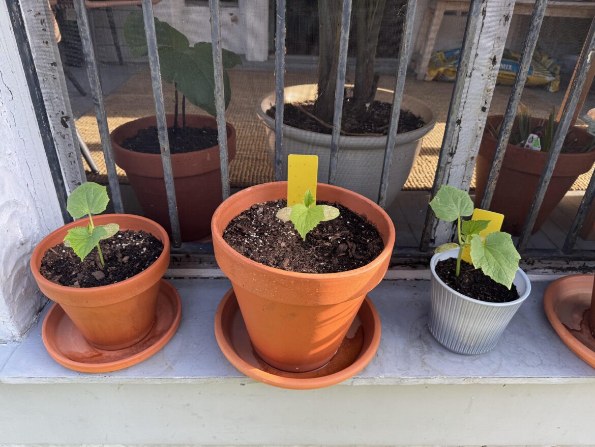 Planted cucumber seeds in identical conditions except for pot size.