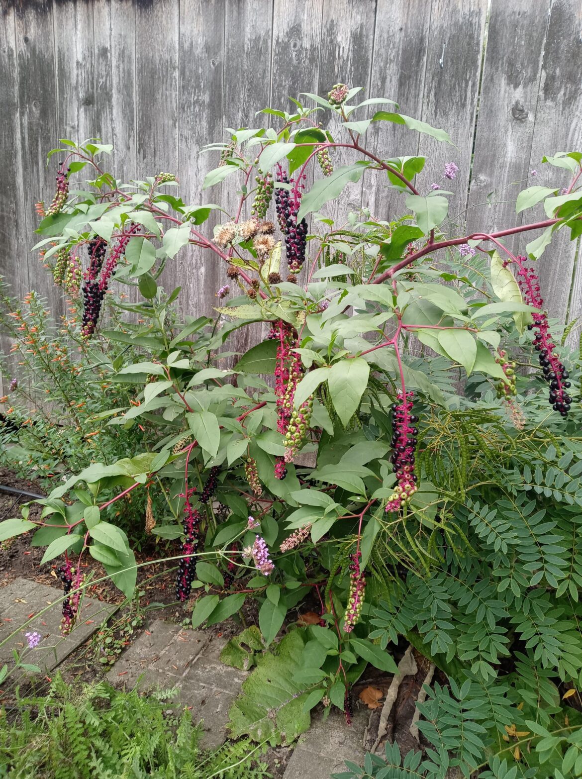Thoughts on Pokeweed?