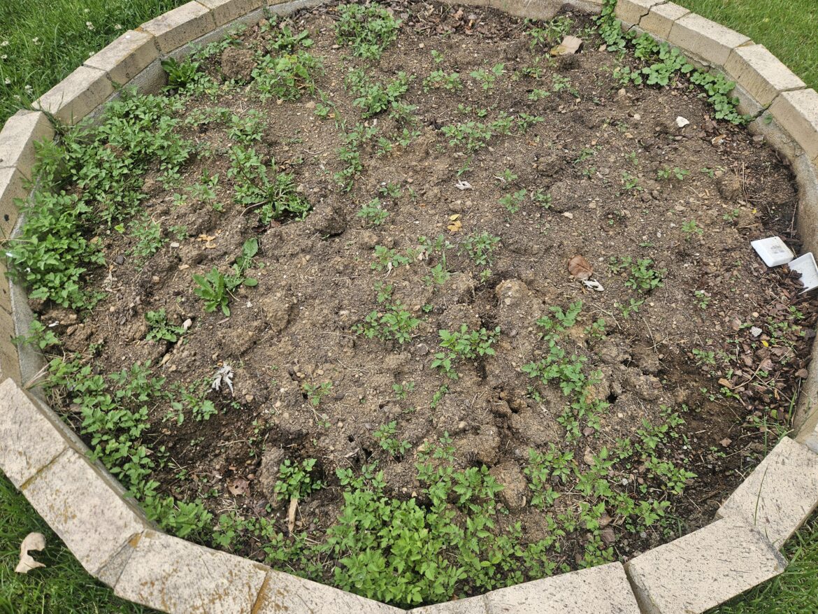 The aftermath of growing spoons last year.
