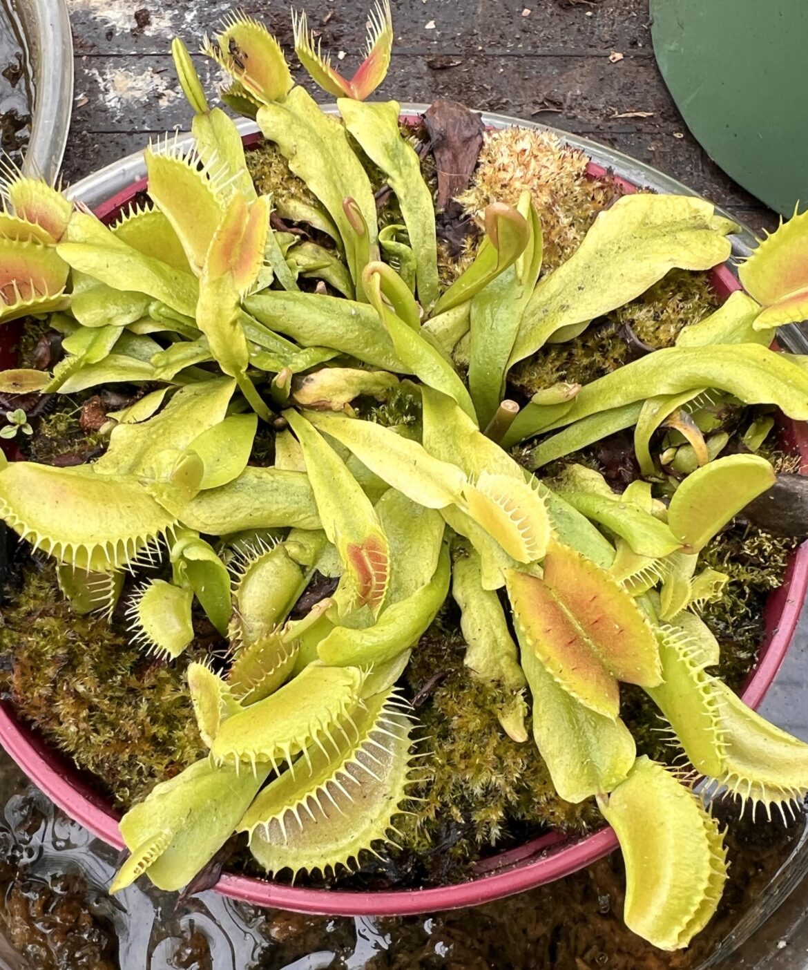Separate and repot individually, or keep as is?