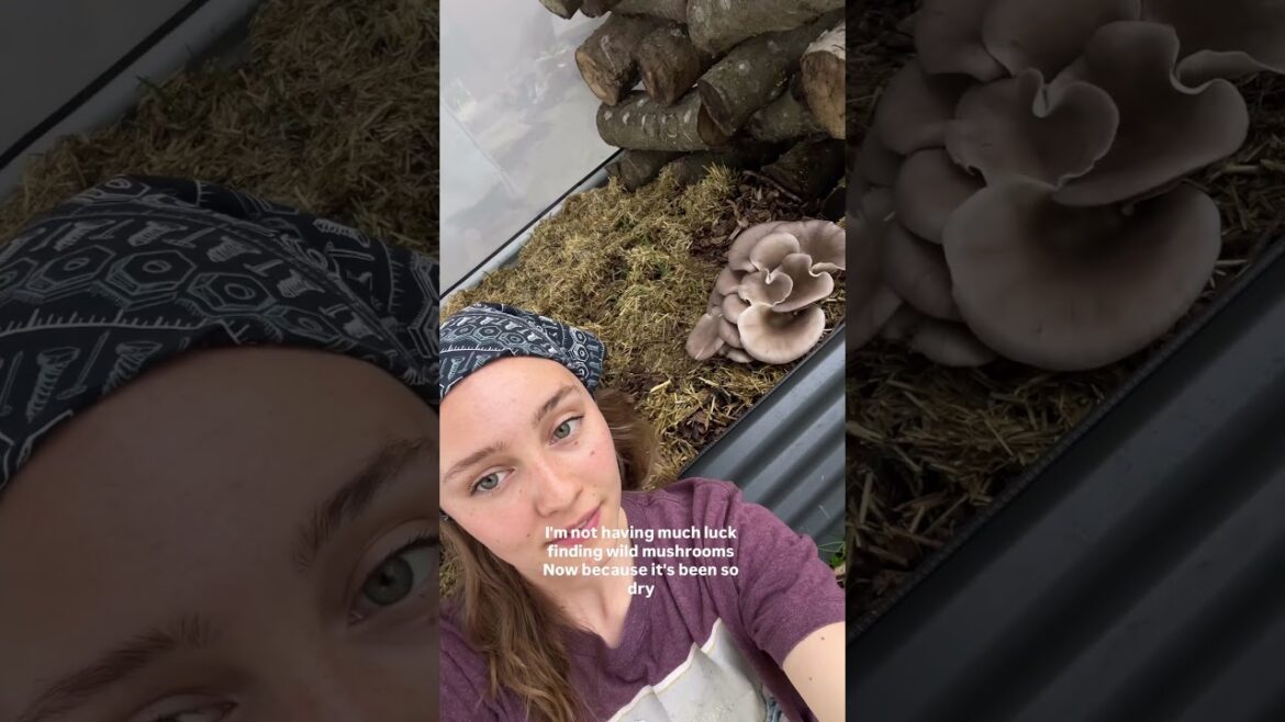 Plant & Grow Mushroom Starter Blocks in the MycoSphere | Edible Gardening with @Foraging_KY Plant & Grow Mushroom Starter Blocks in the MycoSphere | Edible Gardening with @Foraging_KY
