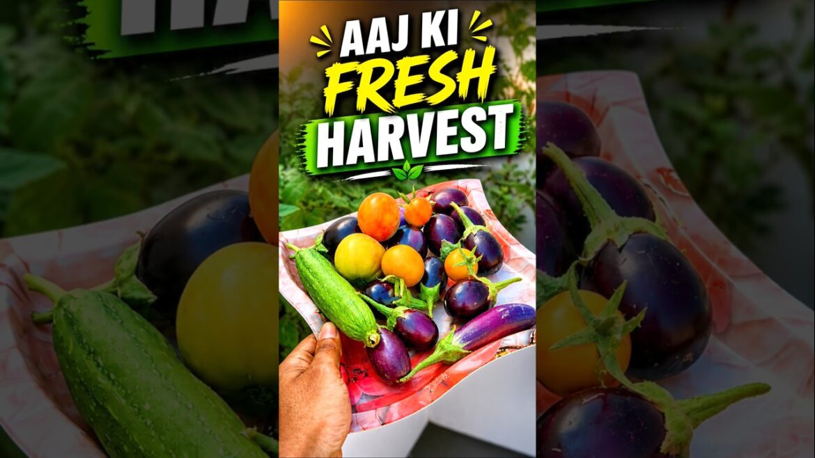 Kitchen Garden Se Vegetables Ki Harvesting #terracegarden
