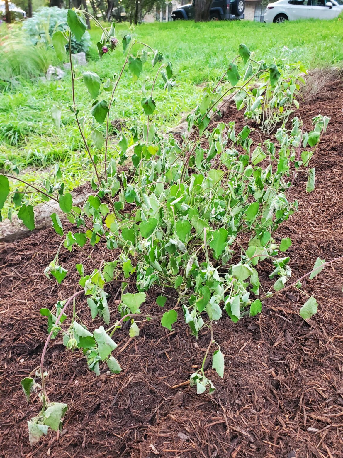 Rockrose struggling after transplant Rockrose struggling after transplant