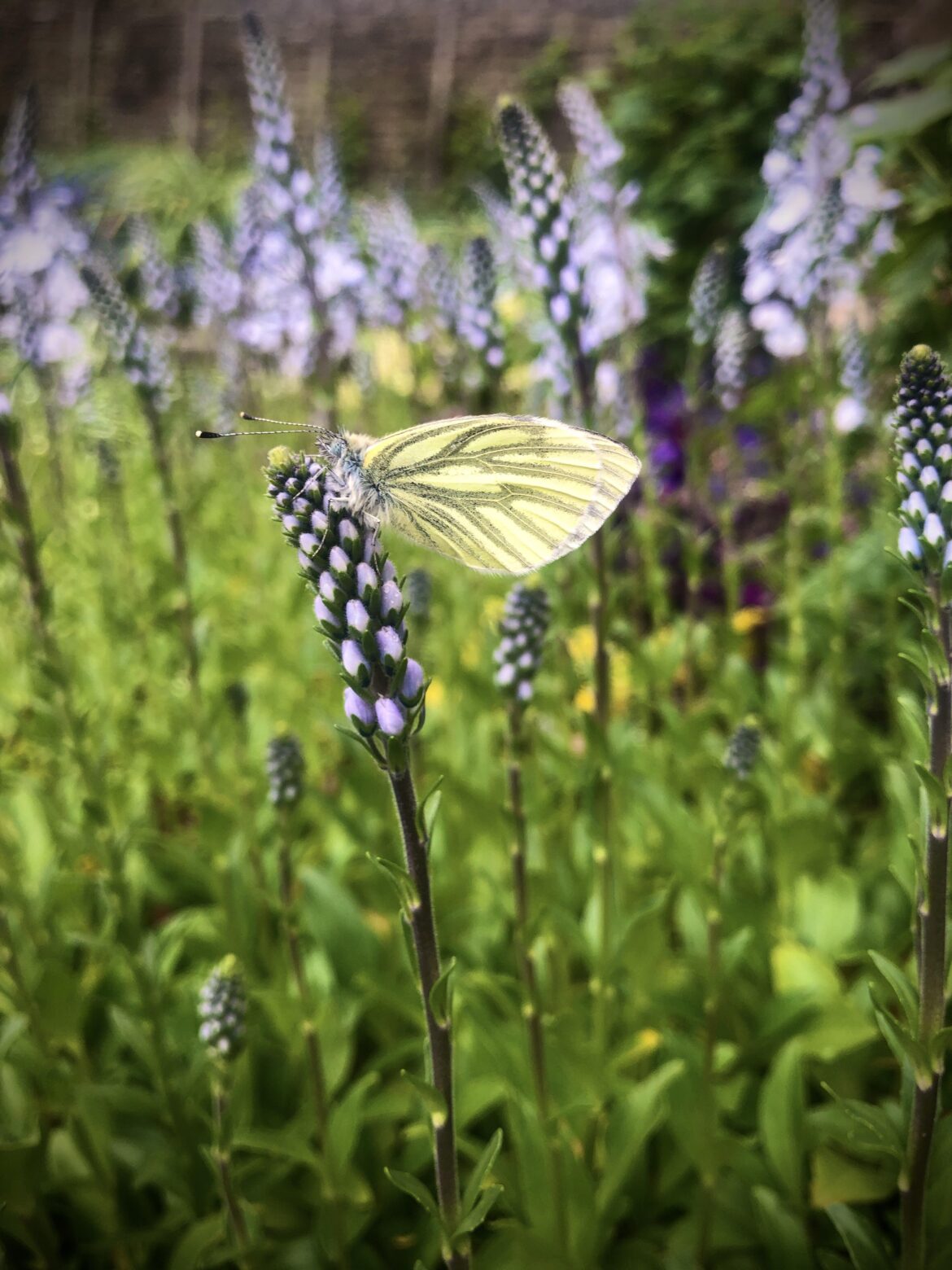 Just thought I’d share this photo of a butterfly