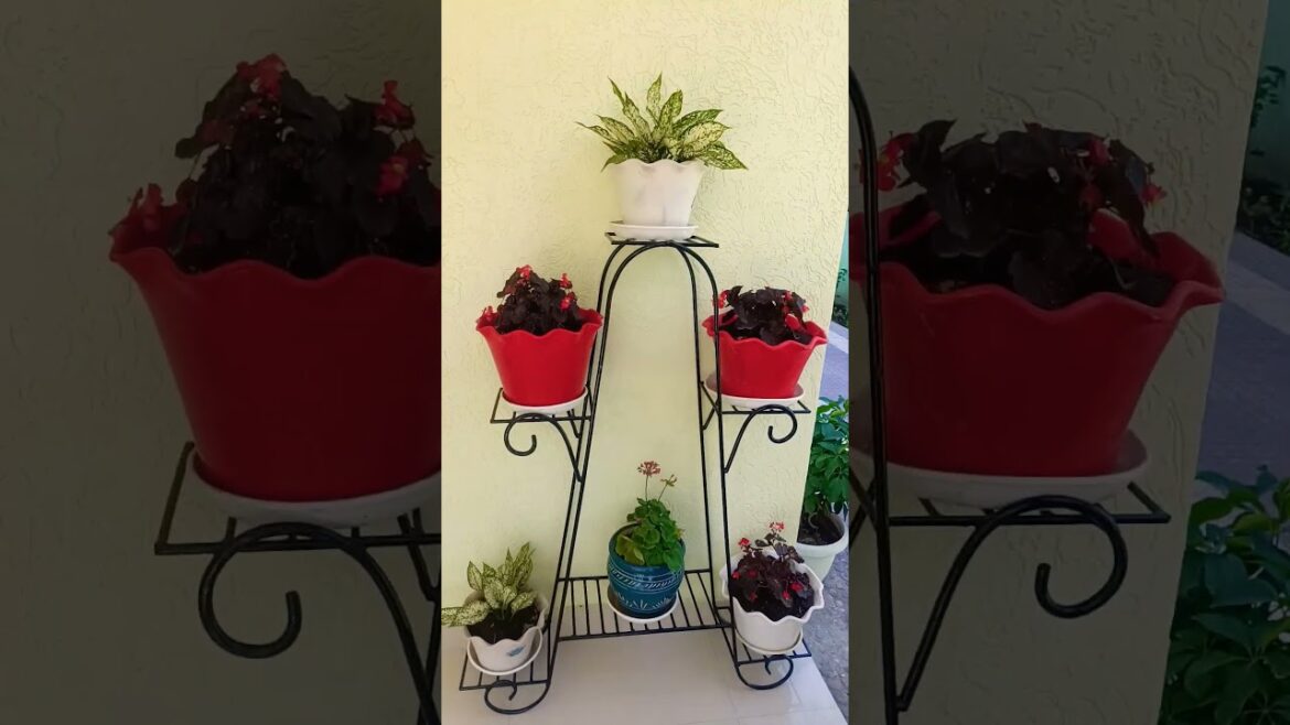 #plants #indoor plants  care of summer season ✅ plant #garden 🌵#greenplants#easy#💚 #gardening ☺️